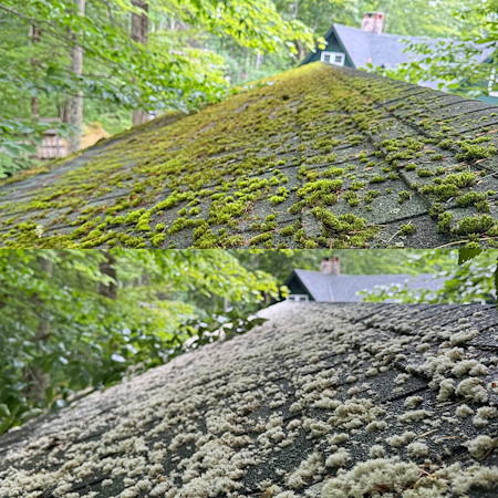 Stopping Roof Moss Before It Damages Your Lakeside Roof